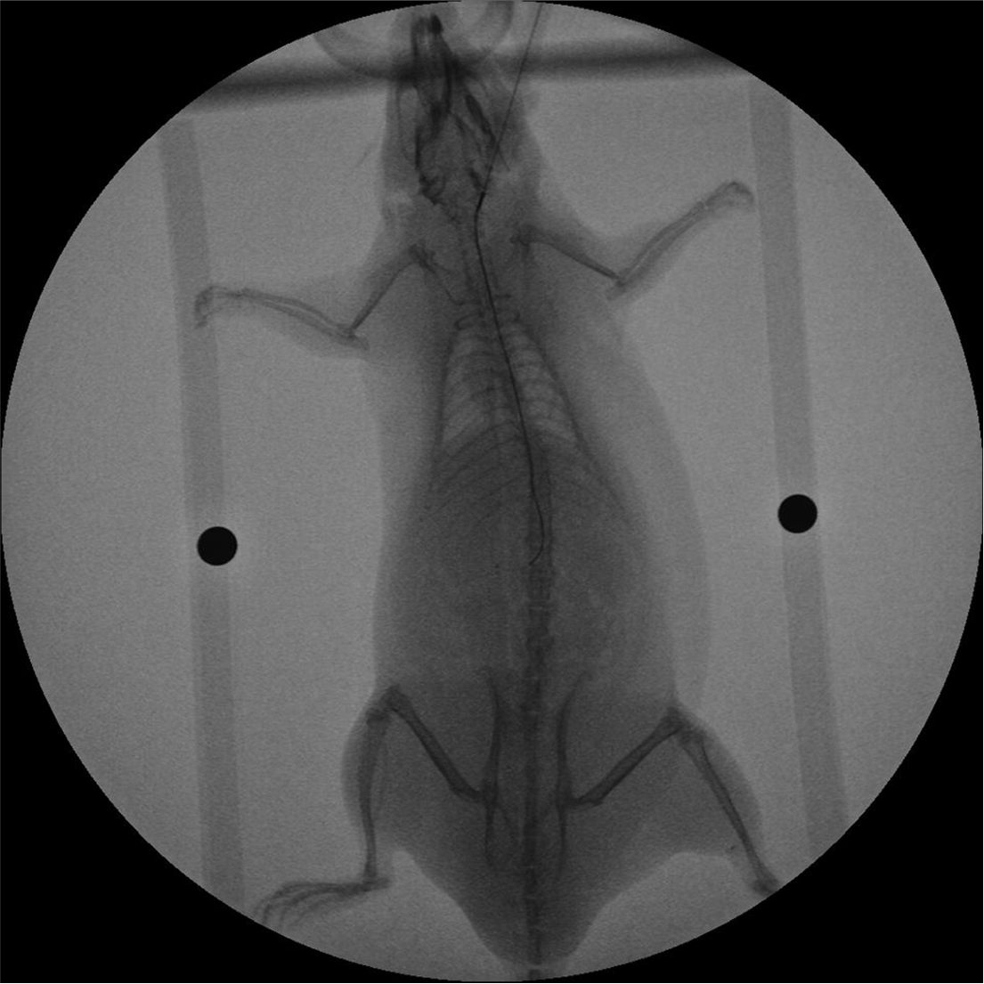 rat test subject X-ray image of nanotherapies for cancer tumors