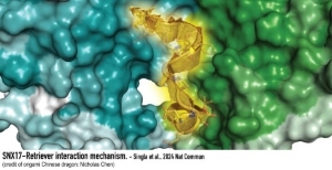 Graphic for research in Stone Chen lab 