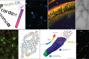 Graphic for research in Louros Lab