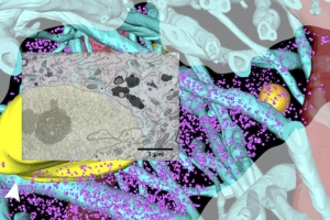 Graphic for research in Shahmoradian lab