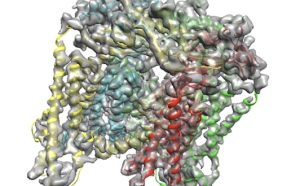 Graphic for research in Xiaochun Li lab 