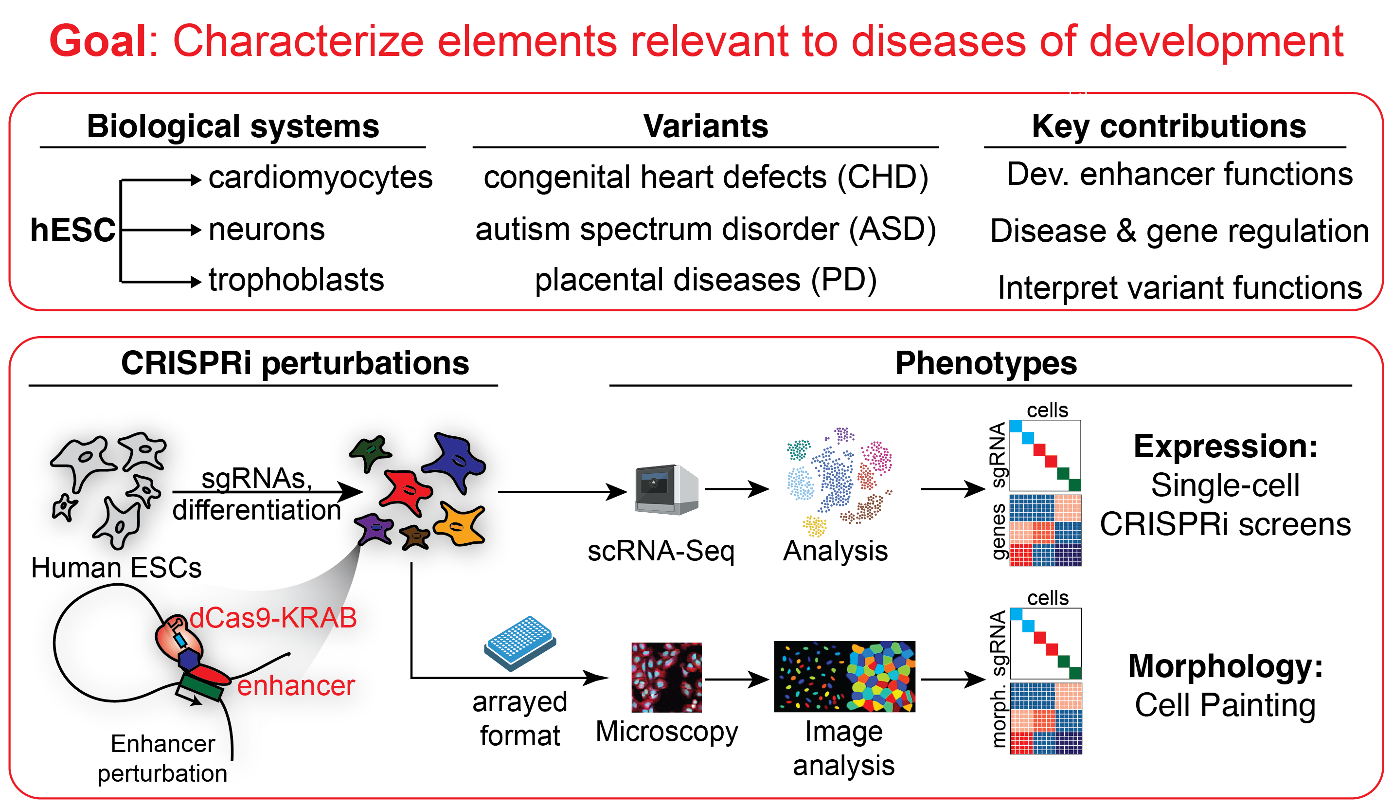 Outline of the systems, variants, CRISPRi perturbations, and phenotypes that will be characterized in this grant