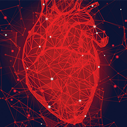 an anatomic heart made with lines and points