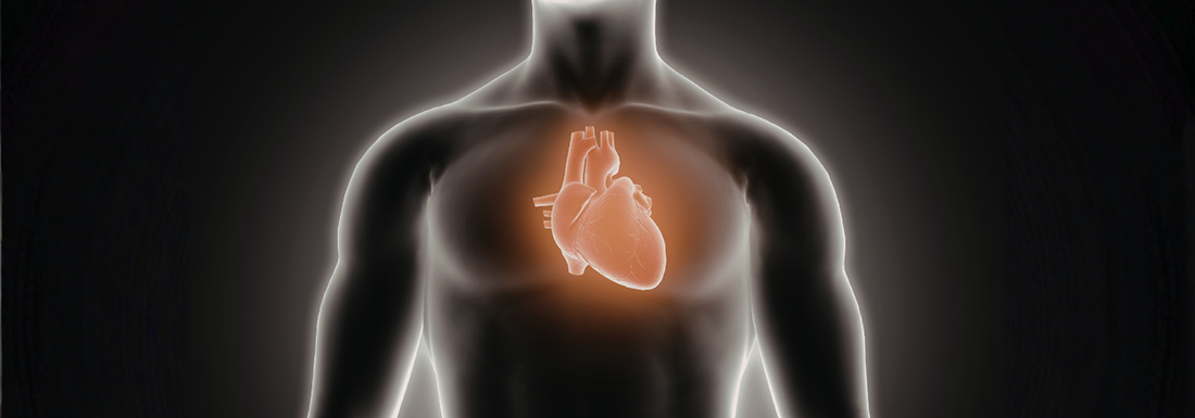 banner of an anatomic heart in an outline of a body