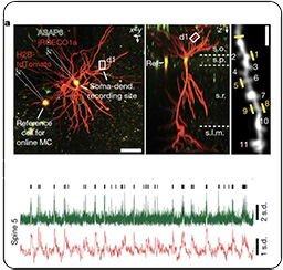 Graphic for Attila Losonczy