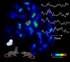 Graphic for George Mountoufaris with line chart and drawing of 2 mice lower left