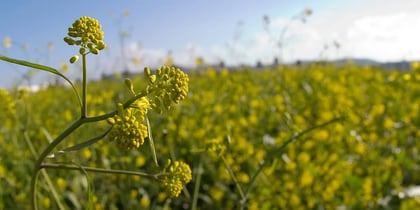 field of green plants with pollen