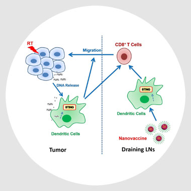 Diagram of a nanovaccine and cell migration and DNA release