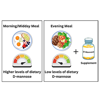 Morning/Midday Meal; Higher levels of dietary D-mannose. Evening Meal; Low levels of dietary D-Mannose