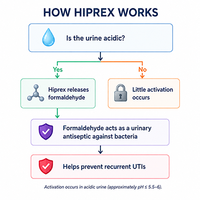 How HIPREX works; Is the urine acidic. Yes/No (left box) Hiprex releases formaldehyde; (right) Little activation occurs; Formaldehyde acts as a urinary antiseptic against bacteria; Helps prevent reccurrent UTIs