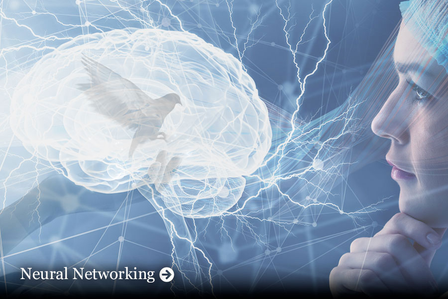 Collage of person looking at diagram of brain