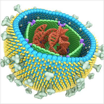 Epstein-Barr internal structure. Epstein-Barr internal structure