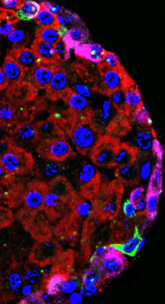 Biological Chemistry image