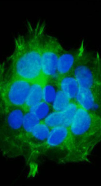 Cell and Molecular Biology image