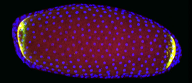 Genetics, Development and Disease image