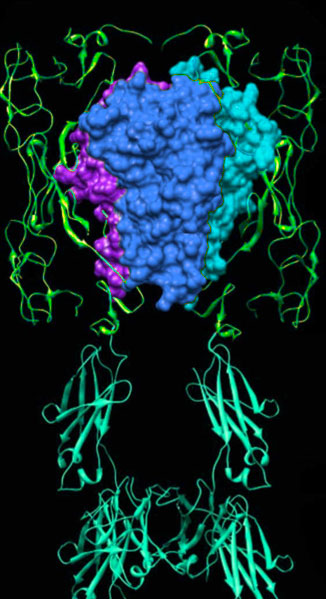 Immunology image