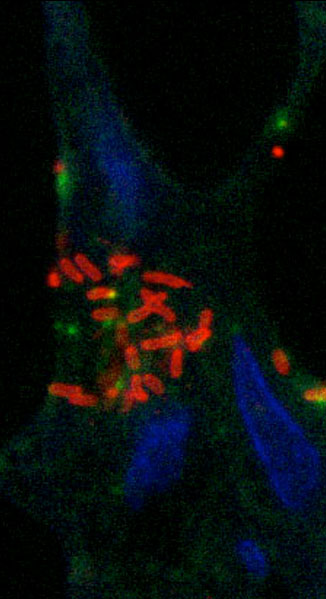 Molecular Microbiology image