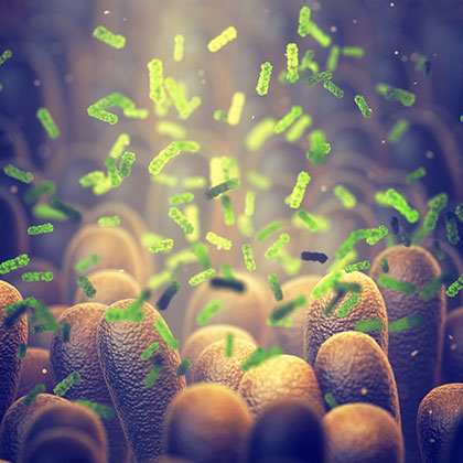 Intestinal bacteria. Intestinal bacteria