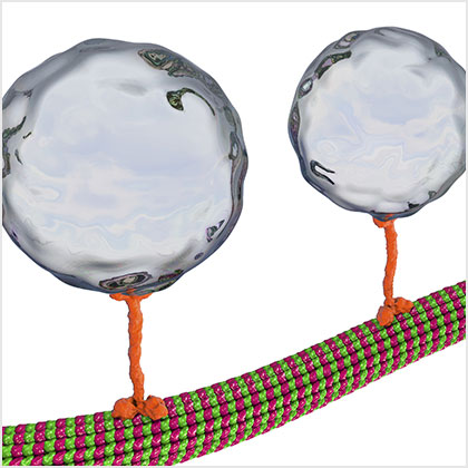 Intracellular transport, kinesin motor proteins transport molecules moving across microtubules. Intracellular transport, kinesin motor proteins transport molecules moving across microtubules