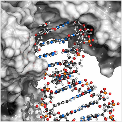 Poly (ADP-ribose) polymerase 1 (PARP-1) DNA damage detection Poly (ADP-ribose) polymerase 1 (PARP-1) DNA damage detection