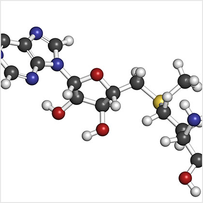 S-adenosyl methionine (SAM) molecule
