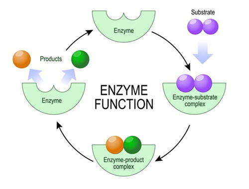 Enzymes and Disease
