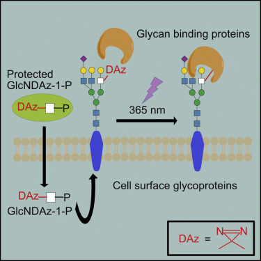 A photo-cross-linking GlcNAc analog enables covalent capture of N-linked glycoprotein-binding partners on the cell surface