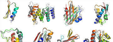 Proteins Thread of the DBS Core Course