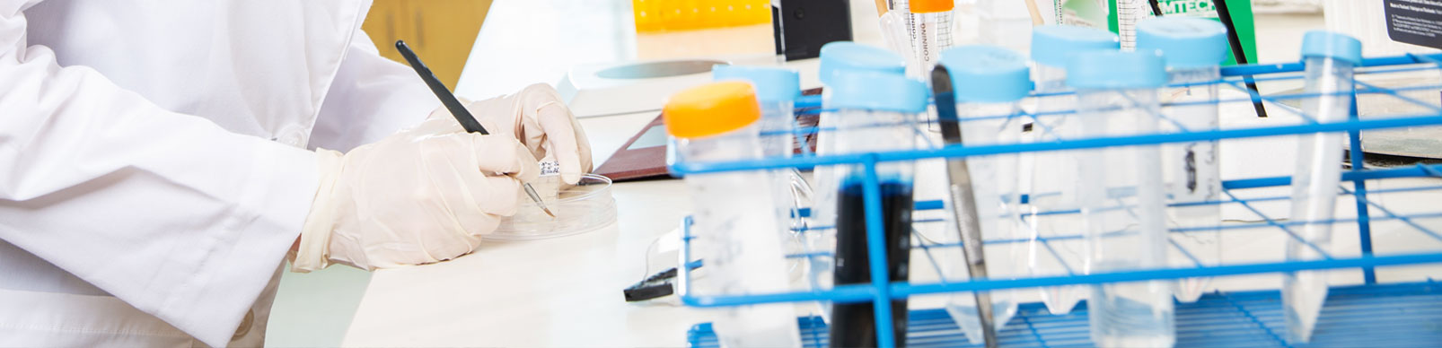 Close photo of gloved hands working with a brush in a petri dish