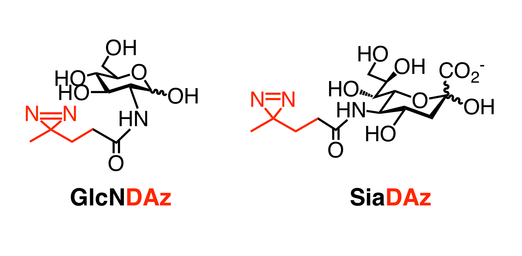 Photocrosslinking analog of the O-GlcNAc modification