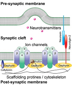 Wang Lab image