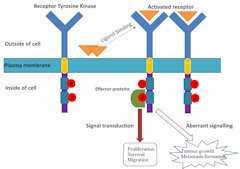 Bai research image