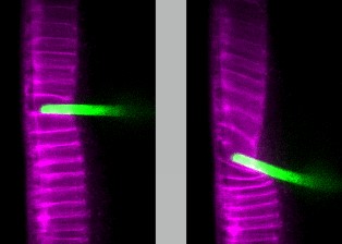 Doubrovinski lab image