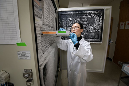 Woman with dark hair and glasses wearing a lab coat examines samples in freezer drawer.