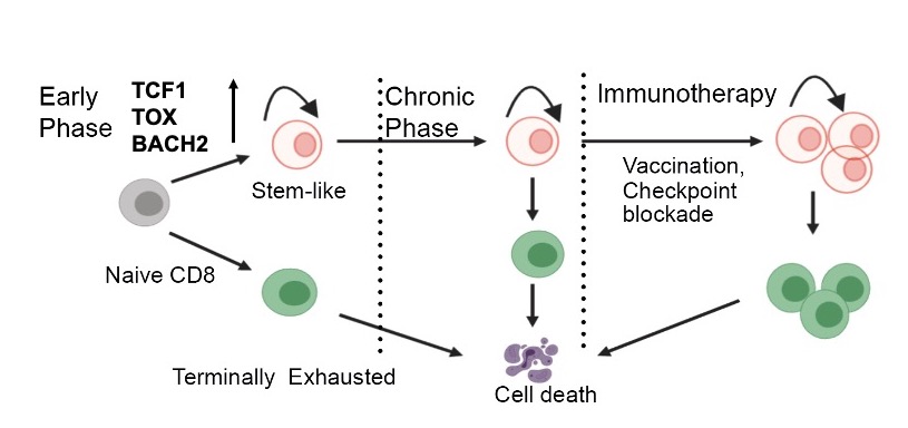 Tuoqi Wu, Ph.D. lab image