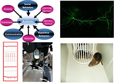 Powell Lab research