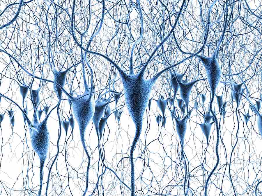 Neurons Neurons