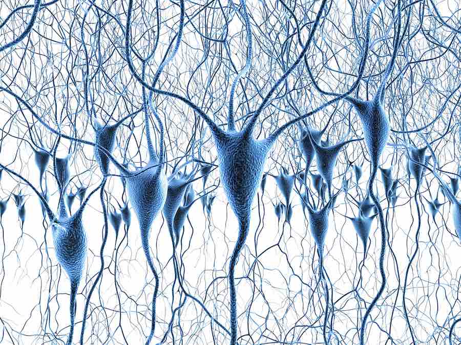 Neurons