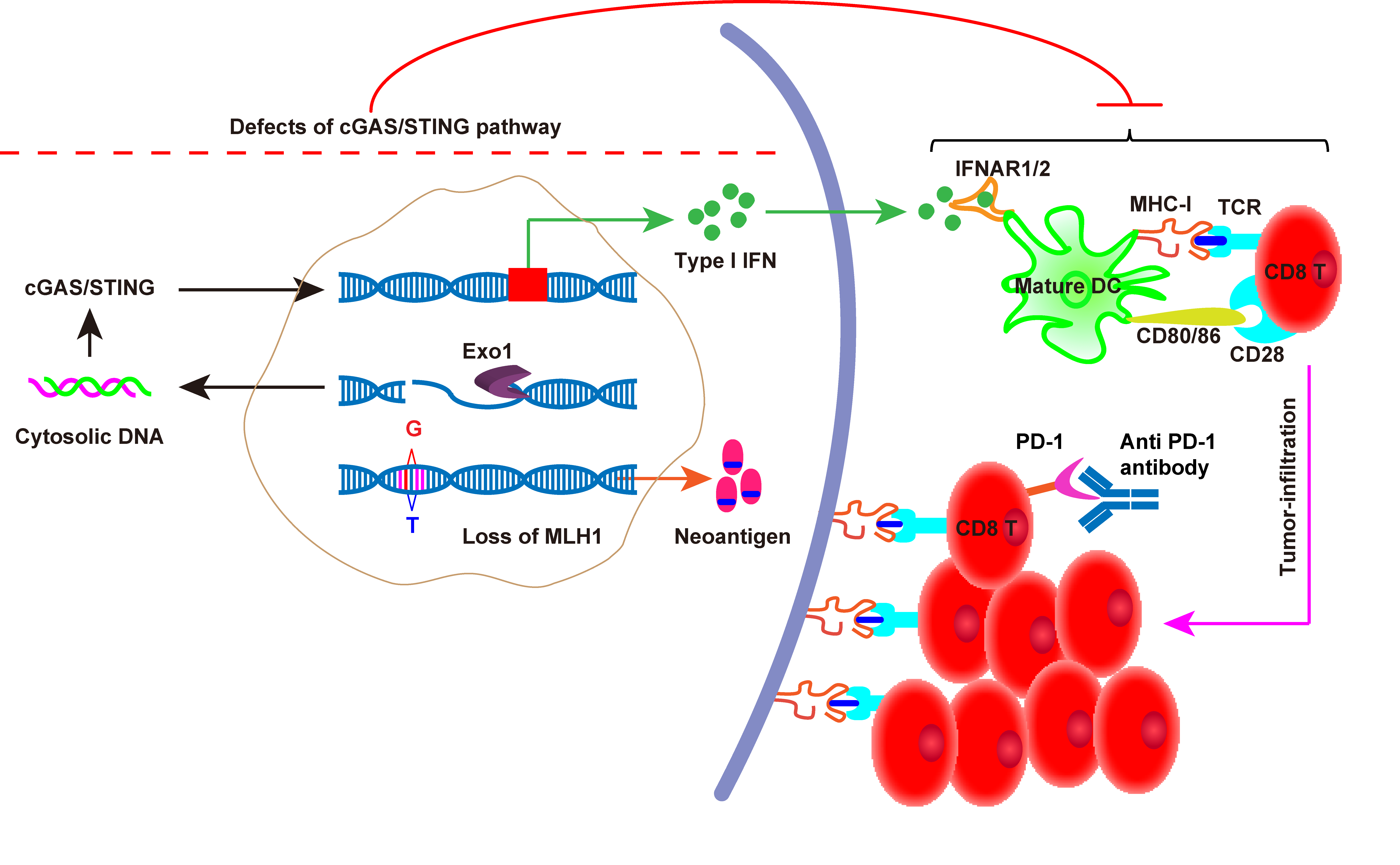 The Model of Repairing Tumor Cells