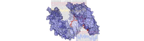 Space-filling diagram of a blue helical molecule with structural framework highlighted as a red line.