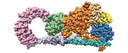 A space-filling diagram of the human STRIPAK PP2A holoenzyme, with components highlighted in various colors. Four regulatory subunits form an elongated coiled-coil tetramer at the bottom.