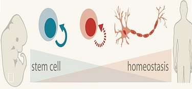 A graphic illustration that normal embryogenetic genes can be activated in disease. On the left, a line drawing of an embryo is next to a round, blue circle with a solid blue arrow labeled stem cell. On the right, an outline of an adult human is next to a red neural cell with the label homeostatis. In between is an outline of a red circle with a dashed red arrow.