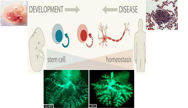 Jihan Osborne Research Image