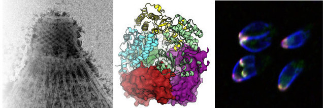 Left: An electron micrograph of the Toxoplasma parasite’s cytoskeleton, a cone with a diamond-grid texture on the narrow top and lengthwise stripes on the wider bottom.
Middle:  A model of the Toxoplasma pseudokinase BPK1, mixing ribbon diagrams with a space-filling structure.
Right: Fluorescence micrograph of replicating Toxoplasma gondii, showing as bright blue U-shaped outlines with bright orange, pink, and green spots.