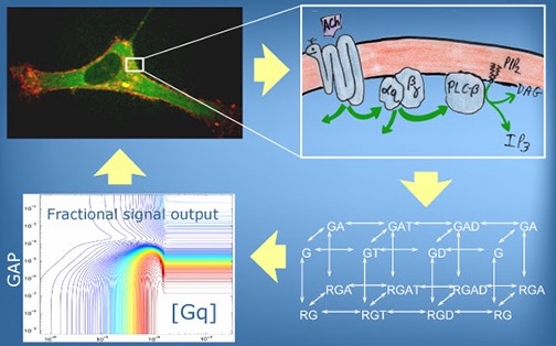 On the left is a photo of a stained cell with a rectangle highlighting a section of the membrane, connected by lines to an enlargement on the right, showing a diagram of a cell-membrane receptor with arrows to a series of intracellular molecules.