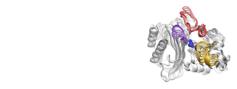 A ribbon diagram of a protein, with coils on the left and beta-sheets on the right.
