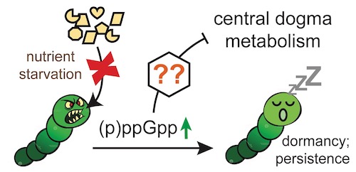 A diagram of guanosine tetra- and penta-phosphate, with the phosphate groups projecting away from the guanosine center.