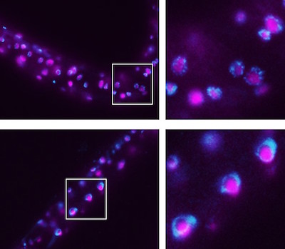 Left: A diagonal line of cells stained blue and magenta, with a box around three in the middle. 
Right: An enlarged view, showing blue outlines and solid magenta circles inside.