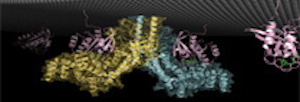 A ribbon diagram of a molecule shaped like an inverted V. At the peak are vertical yellow helices; to the right and left are roughly symmetric arms.