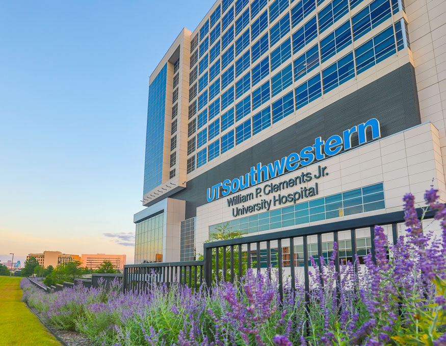 William P. Clements Jr. University Hospital with rows of purple sage growing along an iron fence in front